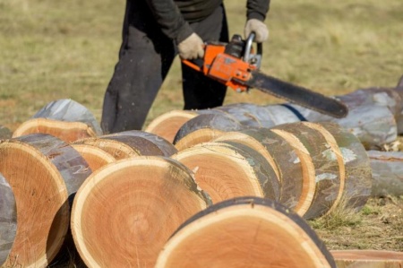 Pourquoi l'&eacute;mondage &agrave; Cernay-en-Dormois est essentiel pour vos arbres ?